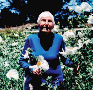 Dorr Bothwell standing in Matilija poppies at the Mendocino Art Center. From the last photos of Dorr, by Hugo Steccati (1997).