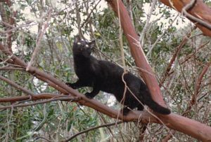 Buster hunting, Caspar (1996). Photo: Fran Moyer