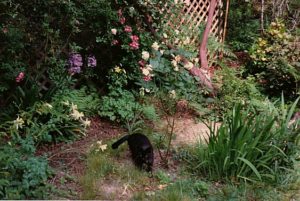 Buster in the garden, Caspar (1996). Photo: Fran Moyer